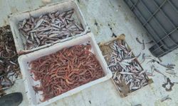 Balıkçılar karides, tekir ve istavritle limana döndü