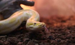 Denizli'de el konulan nesli tehlike altındaki piton Konya'da koruma altına alındı