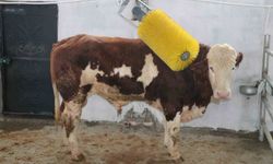 IPARD III ile Erzincan tarımına 178 milyon TL'lik yatırım desteği