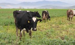 Karacasu'da şap hastalığına yönelik karantina kaldırıldı