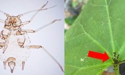 Kaz Dağları'nda yeni bir böcek türü keşfedildi