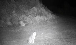 'Ormanın hayaleti' vaşak kamerada