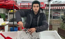 Zonguldak'ta tezgahta hamsinin yerini istavrit ve mezgit alacak