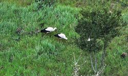Göç yolundaki leylekler İstanbul'da millet bahçesinde mola verdi