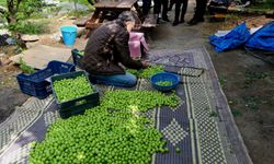 Mersin'de örtü altında yetiştirilen erikte hasat mesaisi sürüyor