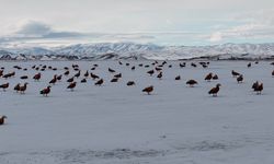 Angut kuşlarının belgesel tadında göçü