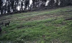 Ganos Dağları'nda karaca sürüsü fotokapana yansıdı