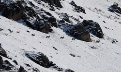 Munzur Dağları'nda yaban keçileri karlı zirvelerde görüntülendi