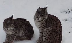 'Ormanın hayaleti' vaşak ailesi Refahiye'de havadan görüntülendi