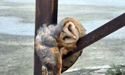 Sevimli Baykuş sokak direğinde uyuya kaldı