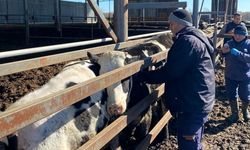 Trakya'da şap alarmına karşı sahadalar: Büyükbaş hayvanlara aşılama sürüyor