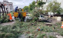 Üzerine ağaç devrilen park halindeki araç zarar gördü