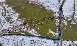 Mevsimsel yağışlar Karacadağ'da besicilerin yüzünü güldürdü