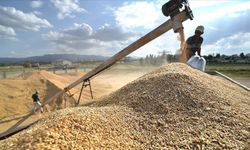 Hububat üretiminde bu yıl yüksek verim potansiyeli bulunuyor