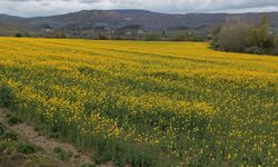Amasya'da çiçek açan kanola tarlaları sarıya boyadı