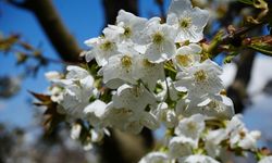 Amasya'da çiçek açan kiraz ağaçları bahçeleri beyaza bürüdü