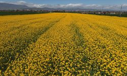 Amasya'da sarıya boyanan kanola tarlaları görsel şölen sunuyor