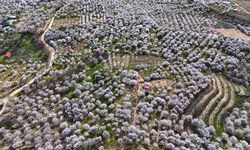 Darende'de kayısı ağaçlarının çiçek açmasıyla bahçeler beyaza büründü
