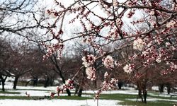 Malatya'da kar etkili oluyor