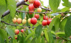 Manisa'da 2026 yılının ilk kiraz hasadı yapıldı