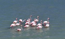 Son yağışlarla su tutan Seyfe Gölü'nde kuşlar yeniden konaklamaya başladı