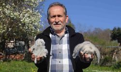 Baykuş ile çiftçinin 20 yıllık dostluğu: Her yıl aynı serendisine yuvalıyor