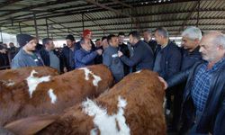 Bolu'da kurban pazarlarında hareketlilik başladı