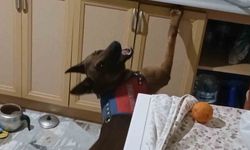 Burnuyla kokladı, patisiyle uyuşturucuların yerini gösterdi