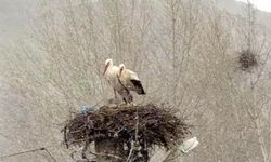 Erken göçen leyleklere kar sürprizi