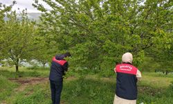 Malatya'da dolu sonrası hasar tespit çalışmaları başlatıldı