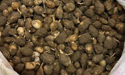 Nesli tehlike altındaki bitkinin yumrularını söken kişiye yarım milyonluk ceza