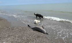Sahile vuran ölü yunuslar tedirgin ediyor