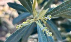 Salihli'de zeytin üreticilerine 'Zeytin Pamuklu Biti' uyarısı