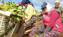 Sarıgöl'de tütün dikimi başladı