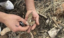 Yanan ormanlık alanda kuzugöbeği mantarı bolluğu: Köylülerin gelir kaynağı oldu