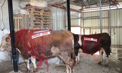 Yozgat'ta 1 tonluk kurbanlık boğalar 'Bozkır' ve 'Paşa' alıcısını bekliyor