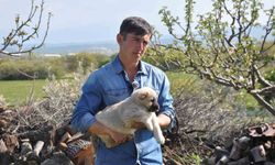 Manisalı sağlıkçı genç kangal yetiştiricisi oldu