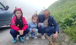 Yol kenarında yaralı halde bulunan yavru karaca, koruma altına alındı