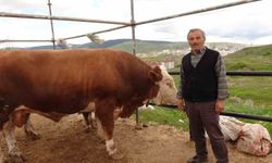 Yozgat hayvan pazarında kurbanlıklar alıcısını bekliyor