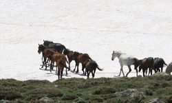 Karlar eriyince Erciyes yaylalarında yılkı atları koşmaya başladı