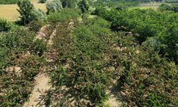 Tekirdağ kirazında 3 bin ton rekolte bekleniyor