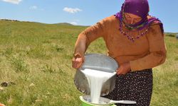 Yaylalarda konaklamaya başlayan göçerlerin süt sağım mesaisi başladı