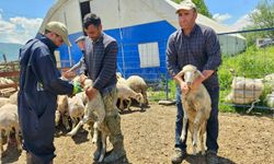 Küçükbaş hayvanlara yönelik aşılama ve küpeleme çalışmaları sürüyor