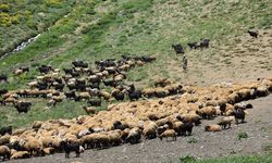 Faraşin Yaylası'nda yağışlarla yeşeren meralar hayvanlarda süt verimini artırdı