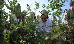 Bakan Göktaş, Düzce'de devlet korumasındaki çocuklarla yaban mersini topladı