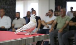 Değeri 5 milyon liraya ulaşan şebap güvercinler Erzurum'da sergilendi