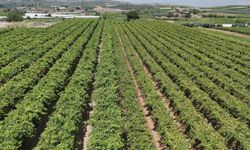 Alaşehir Ovası'nda 28 bin 780 dekar arazi modern sulama sistemiyle buluştu