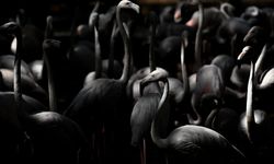 Gaziantep Doğal Yaşam Parkı'ndaki flamingo sayısı 52'ye ulaştı