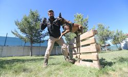 Narkotik köpeği 'Zeus' hassas burnuyla uyuşturucu zulalarını buluyor