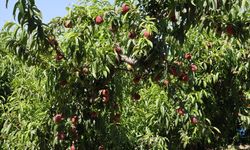 Türkiye'nin 8 aylık şeftali ve nektarin ihracatında yüzde 134'lük artış